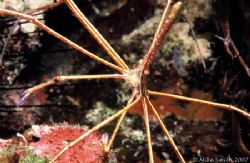 Arrow crab sandwiched between a basket star and a sea urc... by Mike Smith 